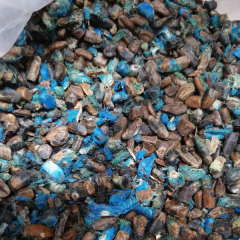 Ravenala madagascariensis seeds 1kg