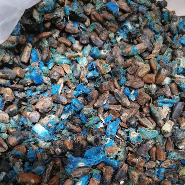 Ravenala madagascariensis seeds 1kg