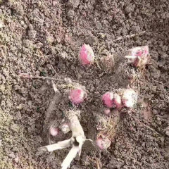 Peony bulb for planting