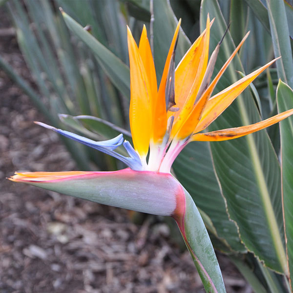 Strelitzia reginae seeds/Strelitzia nicolai seeds