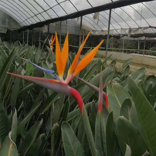 Strelitzia reginae seeds/Strelitzia nicolai seeds