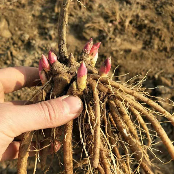 Peony bulb for planting