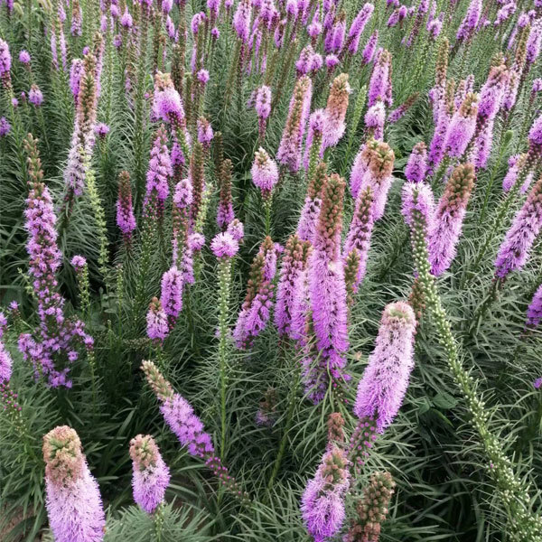 Liatris bulb for planting