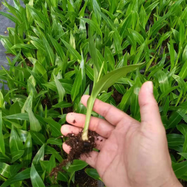 Ravenala madagascariensis seeds 1kg