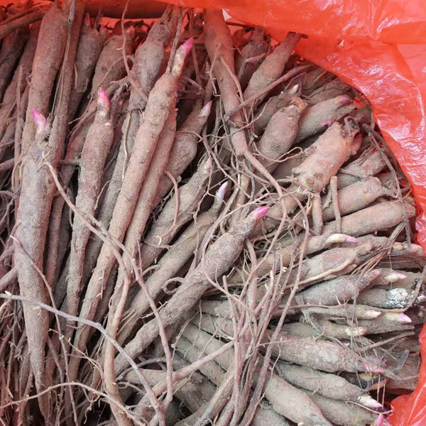 Peony bulb for planting