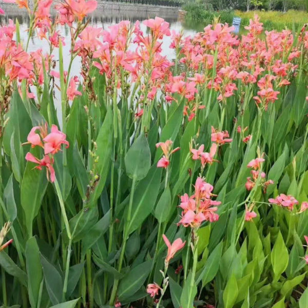 Canna indica seeds 1kg