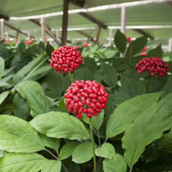 Ginseng seeds 1kg
