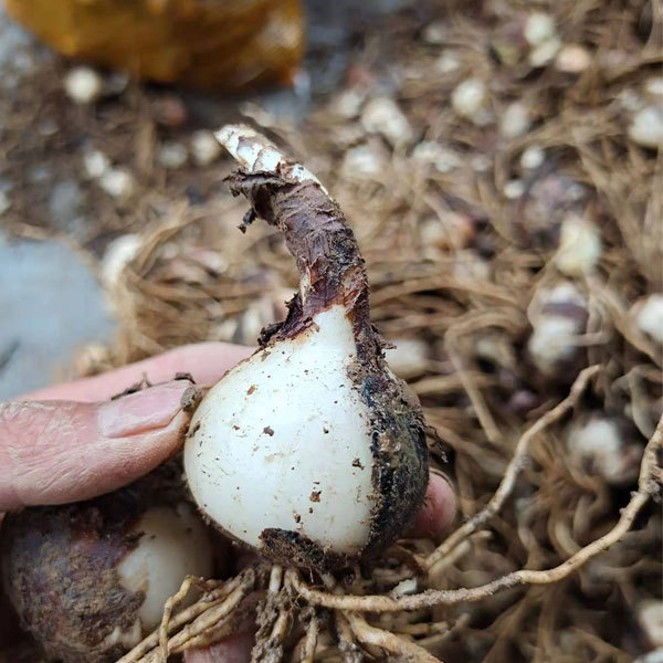 Equinox Flower bulb for planting
