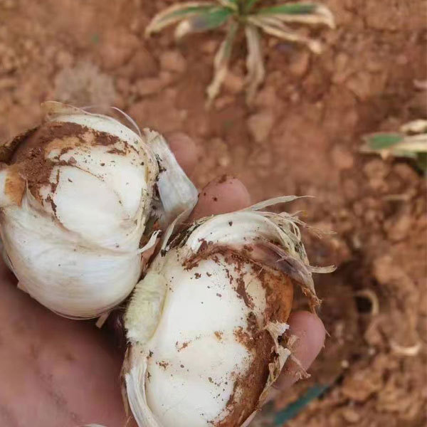 Allium giganteum bulb for planting