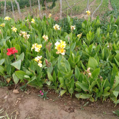 Canna indica seeds 1kg