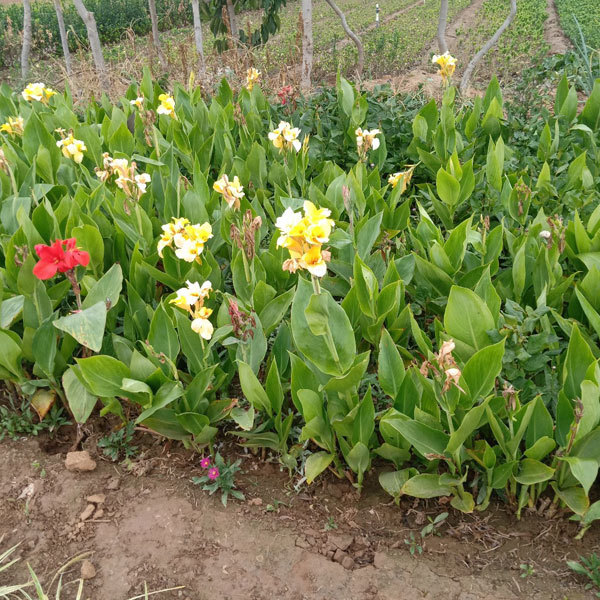 Canna indica seeds 1kg