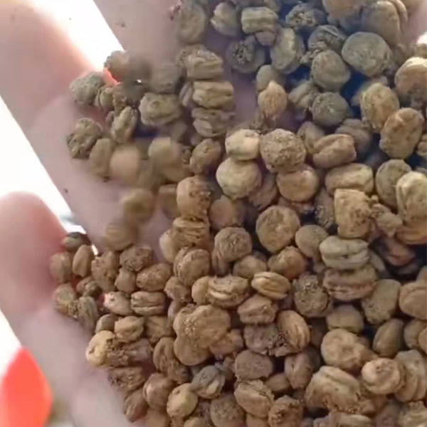 Ginseng seeds 1kg