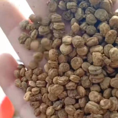 Ginseng seeds 1kg