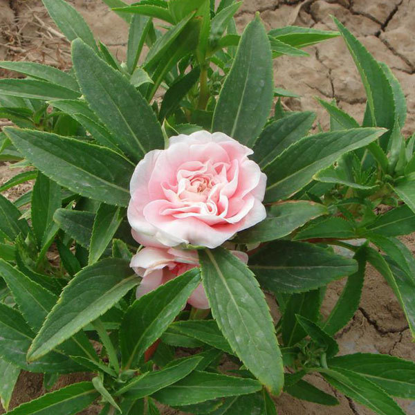 Camellia impatiens seeds 1kg