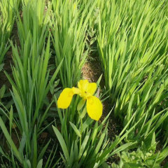 Yellow Iris tectorum seeds 1kg