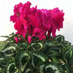 cyclamen seeds 100seeds/bag