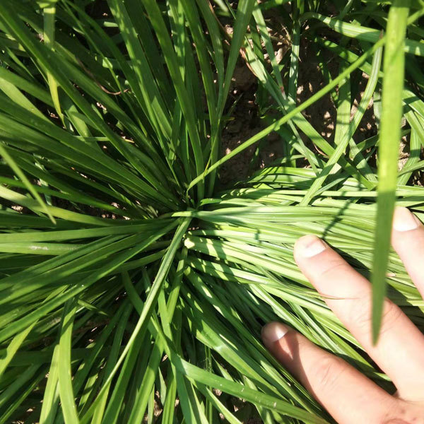 Radix Ophiopogonis seeds 1kg