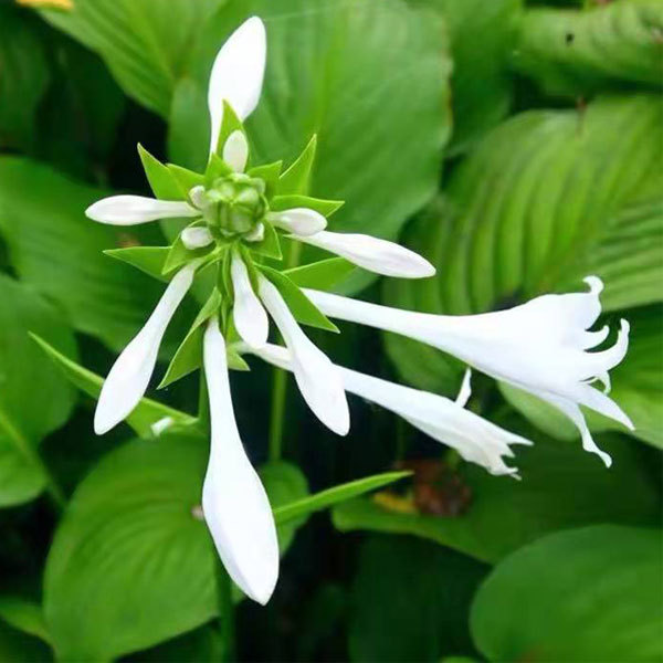 Hosta plantaginea seeds 1kg