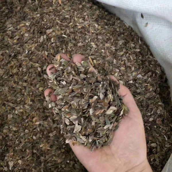 gradual change color Zinnia seeds 1kg