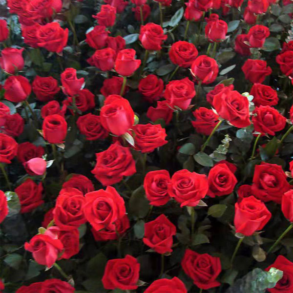 Rose seeds 1kg