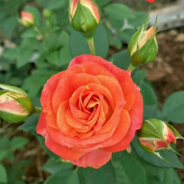 Rose seeds 1kg