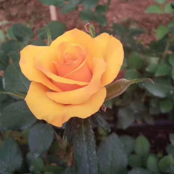 Rose seeds 1kg
