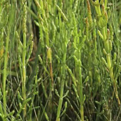 Salicornia europaea seeds 1kg