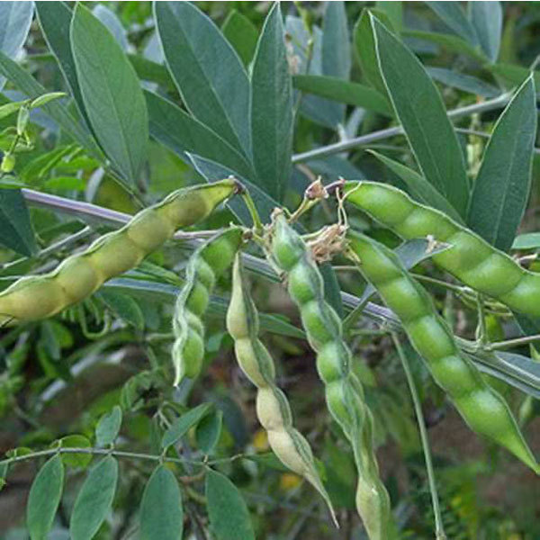 Cajanus cajan seeds 1kg