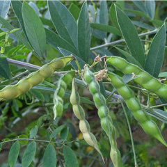 Cajanus cajan seeds 1kg