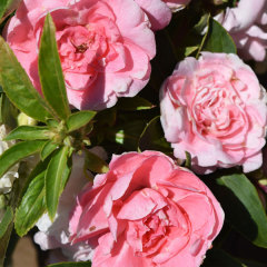 Camellia impatiens seeds 1kg