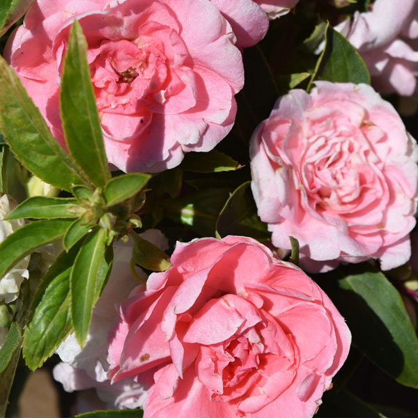 Camellia impatiens seeds 1kg