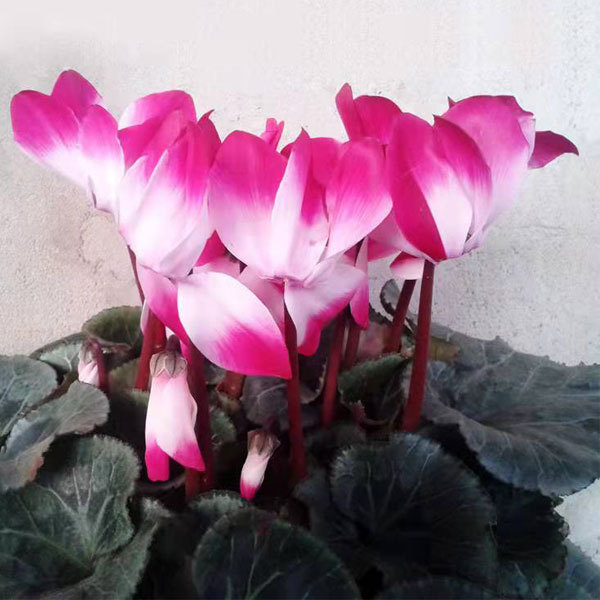 cyclamen seeds 100seeds/bag