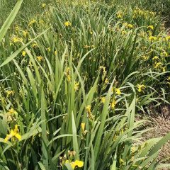 Yellow Iris tectorum seeds 1kg