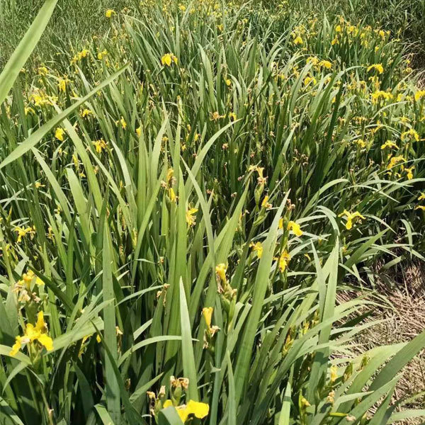 Yellow Iris tectorum seeds 1kg