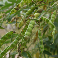 Cajanus cajan seeds 1kg