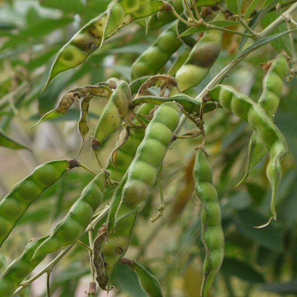 Cajanus cajan seeds 1kg