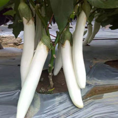 Long White eggplant seeds 1kg