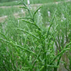 Salicornia europaea seeds 1kg