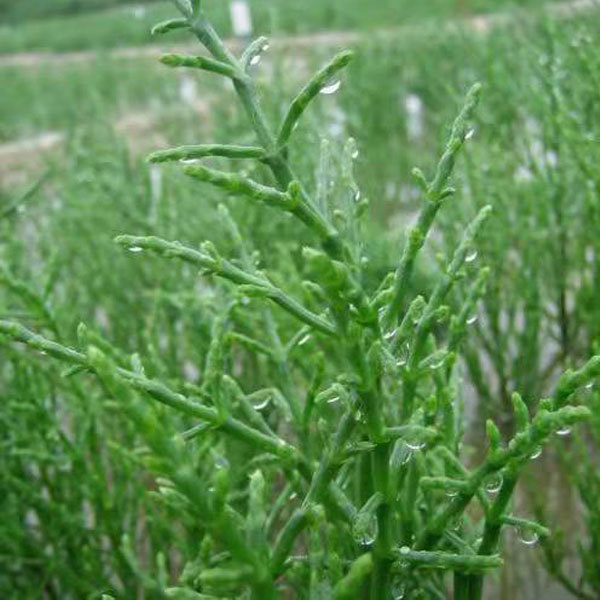 Salicornia europaea seeds 1kg