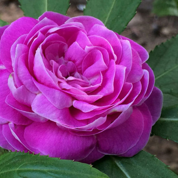 Camellia impatiens seeds 1kg