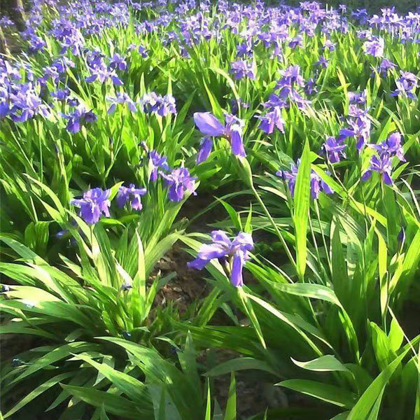 Blue Iris tectorum seeds 1kg