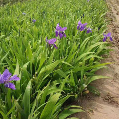 Blue Iris tectorum seeds 1kg