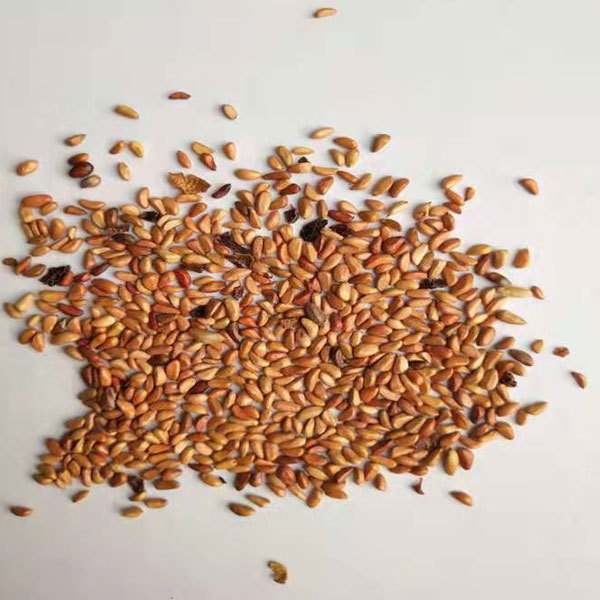 Rose seeds 1kg