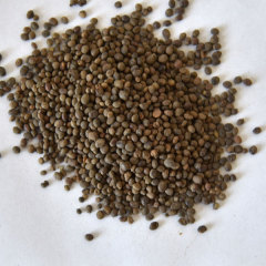 Camellia impatiens seeds 1kg