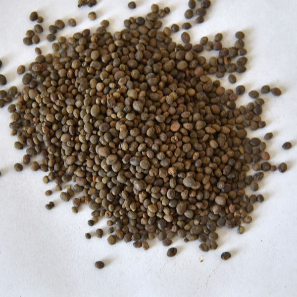 Camellia impatiens seeds 1kg