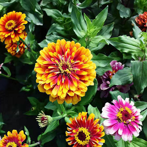 gradual change color Zinnia seeds 1kg