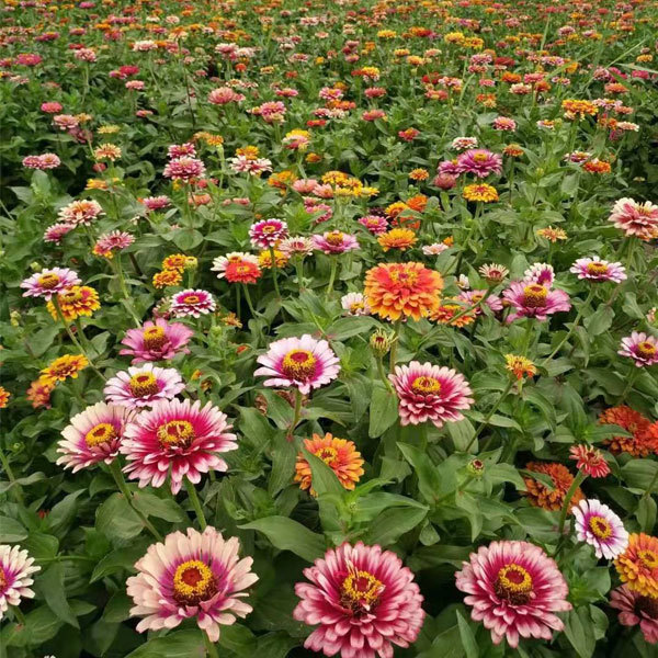 gradual change color Zinnia seeds 1kg