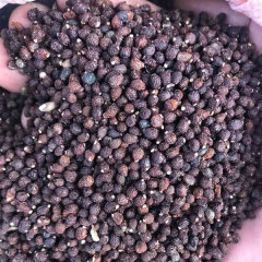 Blue Iris tectorum seeds 1kg