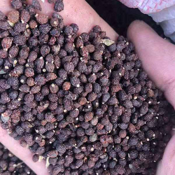 Blue Iris tectorum seeds 1kg