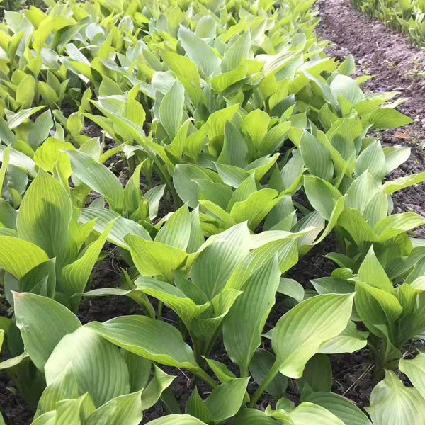 Hosta plantaginea seeds 1kg